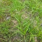 Scirpus atrovirens Libunga