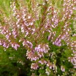 Calluna vulgarisEscorça