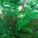 Dryopteris dilatata Облик