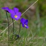 Viola calcarata Kvet