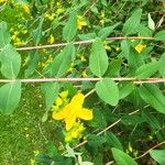 Hypericum beanii Likasa