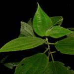 Leandra longicoma Leaf