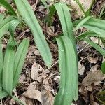 Tulipa agenensis Leaf