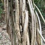 Ipomoea violacea 樹皮