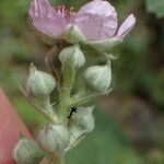 Rubus rigidus Λουλούδι