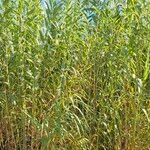 Arundo donax অভ্যাস