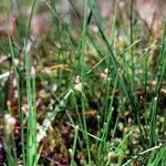 Juncus filiformis Habit