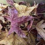 Acer truncatum Leaf