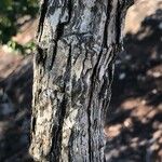 Cratoxylum glaucum 樹皮