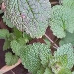 Lamium purpureum Leaf