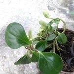 Peperomia obtusifoliaΦύλλο