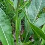 Dactylorhiza maculata Habit