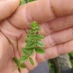 Cruciata pedemontana Leaf