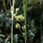 Cyperus rigens Blüte