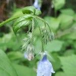 Mertensia paniculata Flor