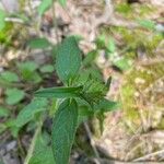 Prunella vulgaris Листок