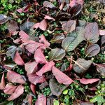 Bergenia purpurascens Levél