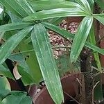 Rhapis excelsa Hostoa