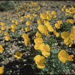 Eschscholzia glyptosperma ᱛᱟᱦᱮᱸ