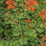 Bauhinia galpinii Habitat