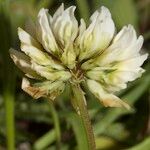 Trifolium occidentale പുഷ്പം