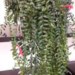 Columnea microphylla Hoja