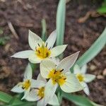 Tulipa turkestanica Flor