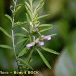 Vicia loiseleurii Other