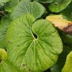 Farfugium japonicum Folha