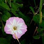 Convolvulus arvensisFlors