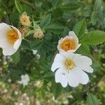 Rosa agrestis Flower