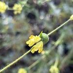 Sideritis syriaca Flower