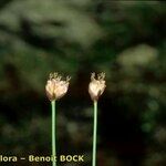 Juncus triglumis Fruit