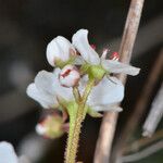 Micranthes californica Flor