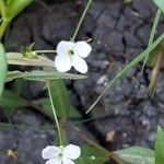Veronica scutellata Λουλούδι