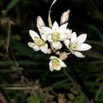 Nothoscordum gracile പുഷ്പം