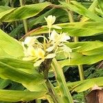 Hedychium flavescens Φύλλο