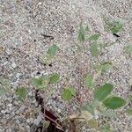 Atriplex laciniata पत्ता