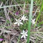 Ornithogalum divergensപുഷ്പം