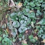 Asarum europaeumLeaf