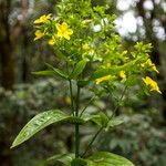 Ixanthus viscosus Flower