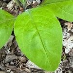 Andersonglossum virginianumBlatt