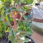 Kalanchoe miniata Flower