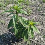 Helianthus grosseserratus Blatt