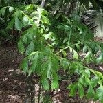 Dracontium gigas Leaf
