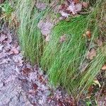 Festuca heterophylla Blatt