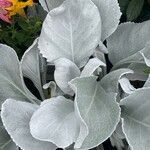 Senecio candidans Hostoa