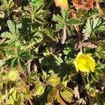 Potentilla crantzii Folla