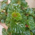 Begonia hirtella Yaprak