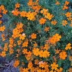 Tagetes tenuifolia Fula